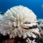 ปะการังฟอกขาว ไทยวิกฤตสุดในรอบ 14 ปีจากอุณหภูมิน้ำทะเลที่ร้อนขึ้น