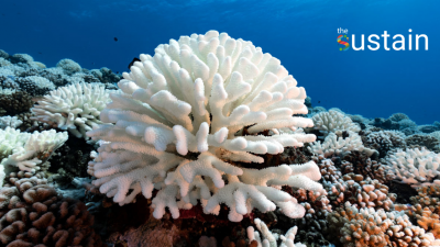 ปะการังฟอกขาว ไทยวิกฤตสุดในรอบ 14 ปีจากอุณหภูมิน้ำทะเลที่ร้อนขึ้น