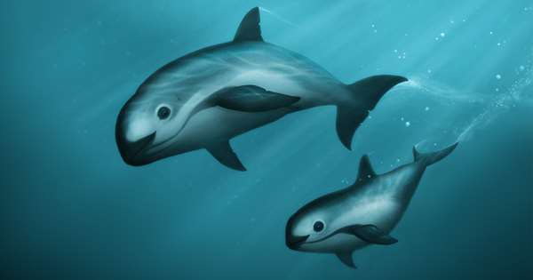 Vaquita โลมาวากีตา ใกล้สูญพันธุ์ของ หลังพบว่ามีเพียง 10 ตัวเท่านั้น