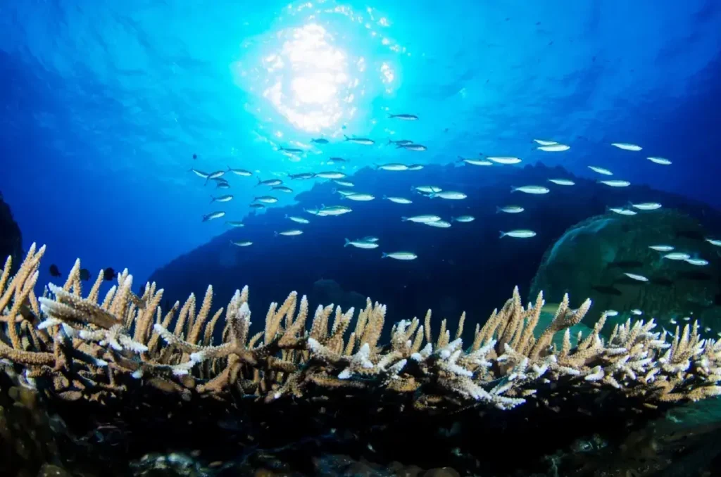 การประมงอย่างยั่งยืน อาจช่วยเพิ่มปริมาณอาหารได้หลายล้านมื้อต่อปี